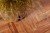 FS_FOREST-PLANK_SZ1.jpg